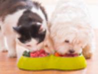 Curso online/E-book deAlimentação e Nutrição de Cães e Gatos
