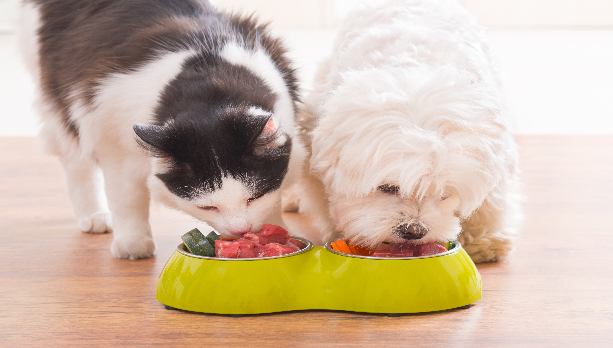 Alimentação e Nutrição de Cães e Gatos